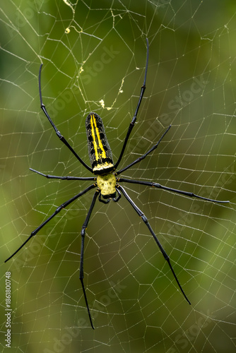 Giant Woodspider - Nephila pilipes, large colorful spider from Southeast Asia forests and woodlands, Vietnam.