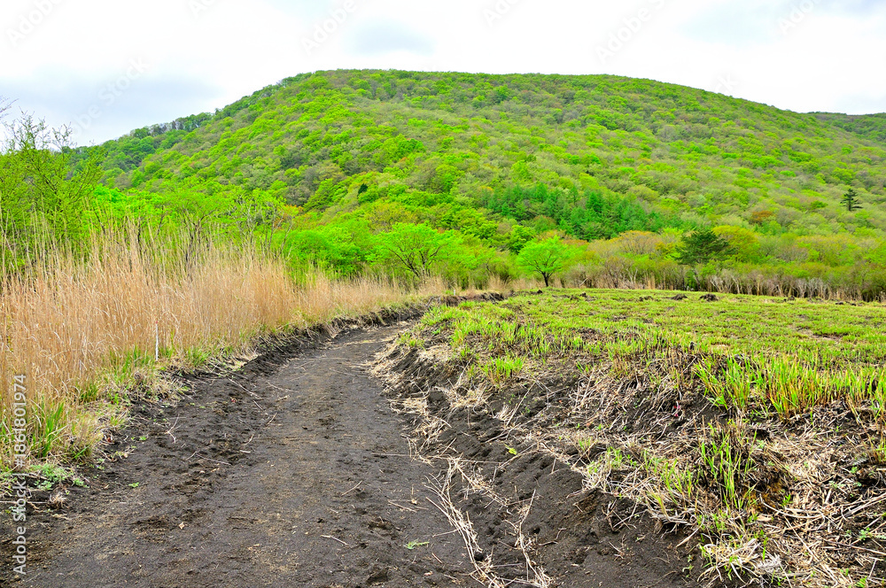 Obraz premium 丹沢の甲相国境尾根 鉄砲木ノ頭から新緑の三国山稜 三国山 