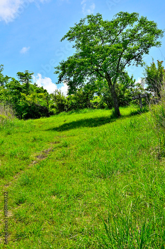 丹沢山地の甲相国境尾根　夏の高指山山頂　マユミの木
