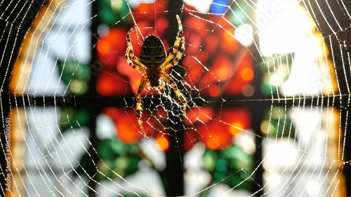 Close-up of a spider on its web with a blurred colorful background.