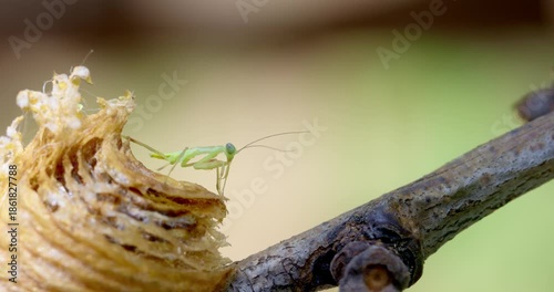 Close-up of Baby Praying Mantis Emerging from Egg Case on Branch