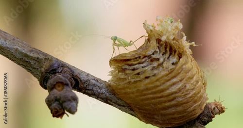 Praying Mantis Emerging from Egg Case on Tree Branch