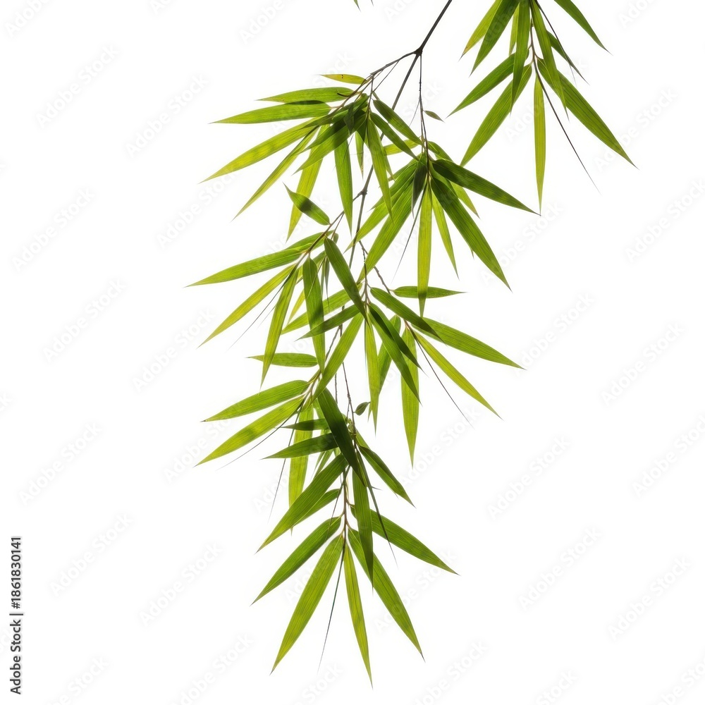 Fototapeta premium Elegant bamboo leaves hanging gracefully