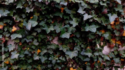 Ivy leaves cover the brick wall along the street.