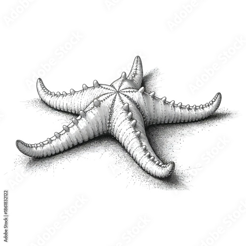 Detailed illustration of a five-armed starfish resting on a sandy surface