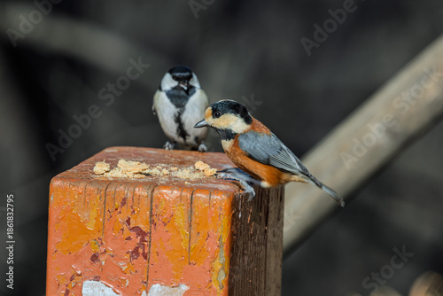 Wallpaper Mural 곤줄박이와 박새  Torontodigital.ca