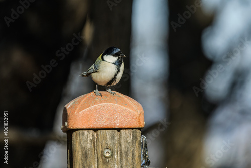 Wallpaper Mural 박새  Torontodigital.ca