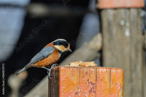 Wallpaper Mural 곤줄박이 Torontodigital.ca