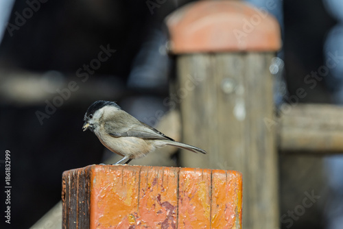 Wallpaper Mural 박새  Torontodigital.ca