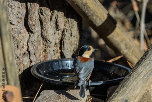 Wallpaper Mural 곤줄박이 Torontodigital.ca