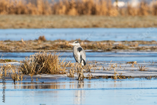 A grey heron (Ardea cinerea) standing in the frozen wetlands of Warta Mouth National Park, Poland. Winter wildlife landscape with ice and dry reeds. Ideal for nature and ecology themes.