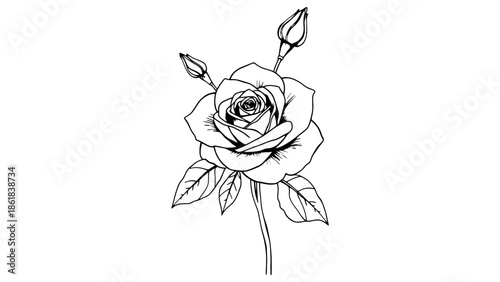 Elegant line art illustration of a blooming rose with buds and leaves on a white background