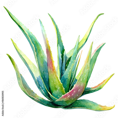 watercolor of Aloe Vera, vector, isolated on a white background.