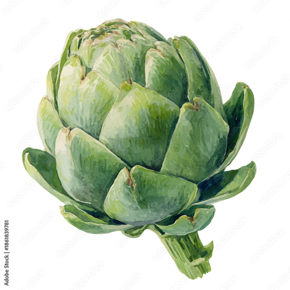 Obraz premium Artichoke, watercolor painting vector, isolated on a white background.
