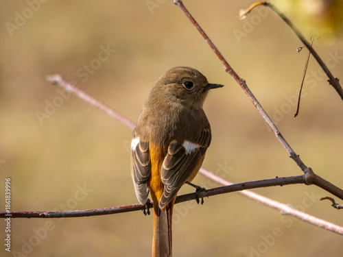 つぶらな瞳が愛らしいジョウビタキのメス