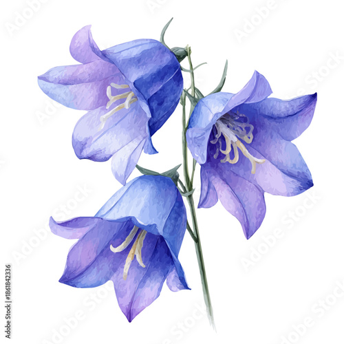 Bluebell, watercolor vector, isolated on a white background.