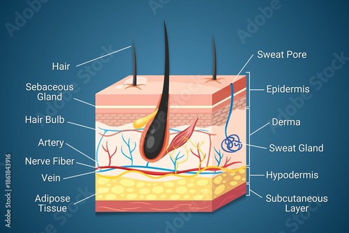 Detailed human skin anatomy illustration on a dark background, highlighting layers like the epidermis and dermis, along with hair follicles and sweat glands. Medical infographic presentation
