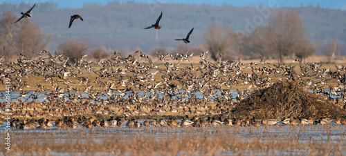 A massive mixed flock of mallards and wigeon ducks taking flight in the winter wetlands of Warta Mouth National Park, Poland. High-energy wildlife migration scene perfect for nature stock imagery.