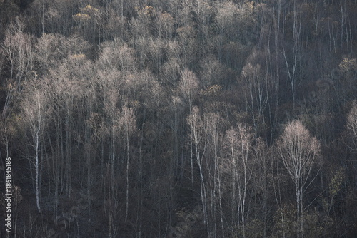 Wallpaper Mural 朝の陽光で枝が白銀に輝く、落葉した斜面の木々 Torontodigital.ca