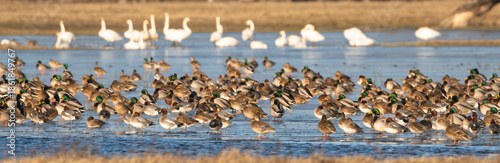 A mix of Whooper Swans (Cygnus cygnus) and Mallard ducks - Anas platyrhynchos resting on a frozen wetland in Warta Mouth National Park, Poland. Ideal for winter wildlife and nature themes.