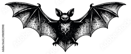 Engraved style illustration of a bat depicting outstretched wings for halloween designs