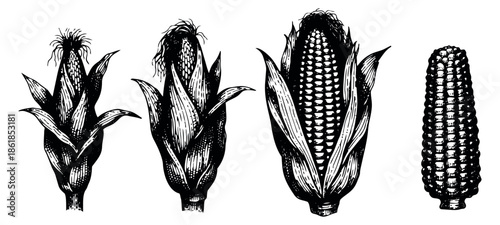 Hand drawn line art corn illustration set featuring different stages of maize for culinary or agricultural designs