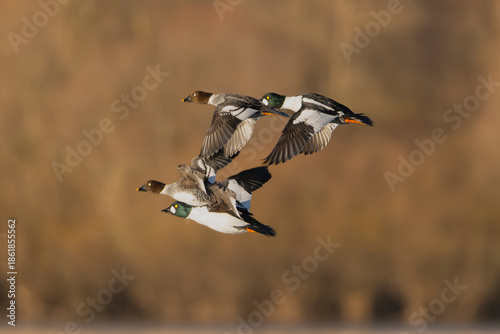 Four Common Goldeneyes - Bucephala clangula     flying in formation over wetlands of Warta Mouth National Park, Poland, captured in warm natural light, showcasing graceful flight, wildlife behavior.