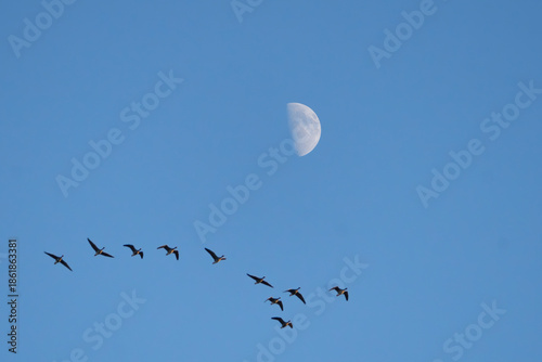 Obraz na plátně A flock of  tundra bean geese Anser serrirostris flying across clear sky with visible half moon at Warta Mouth National Park, Poland