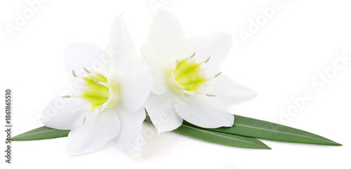 Tablou pe pânză Two white lily flowers with green leaves isolated on white background