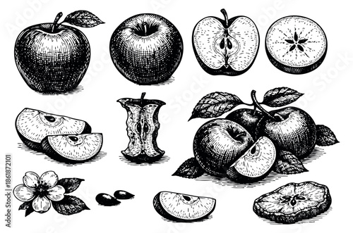 Hand drawn line art apple set featuring whole fruits, slices, a core, and blossom for food and beverage design