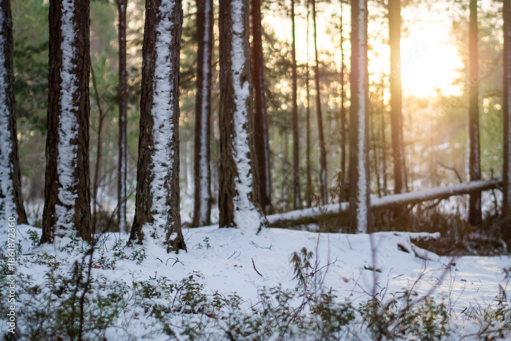 Naklejka premium Snowy forest at sunrise, trees with snow, serene winter landscape