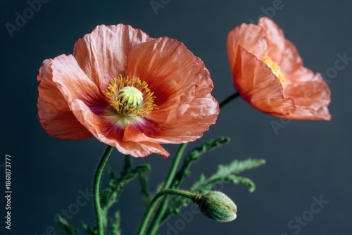 コーンポピーが咲いている場所の様子