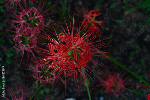 Canvas Print 彼岸花(曼珠沙華,Red spider lily,Lycoris,overhead angle)