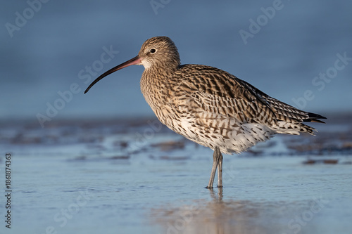 Eurasian Curlew (Numenius Arquata) on the Lincolnshire Coast