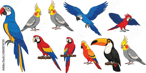Colorful parrot and exotic bird collection featuring macaw cockatiel and toucan in various poses including flying perching and sitting for tropical nature vector.