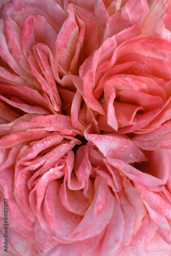 Pink rose petals close up. ?lose-up of fresh pink rose flower.