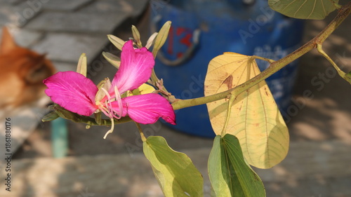 Orchid Tree (Bauhinia) – Uses, Benefits & Plant