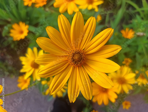 summer flower shot - close-up