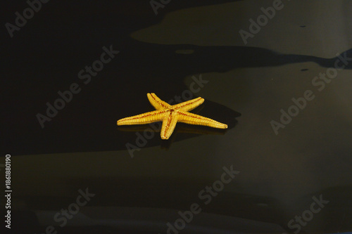 starfish isolated on white background