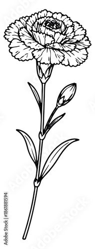 Hand drawn line art illustration of a carnation flower depicting an open bloom and a bud for spring garden design