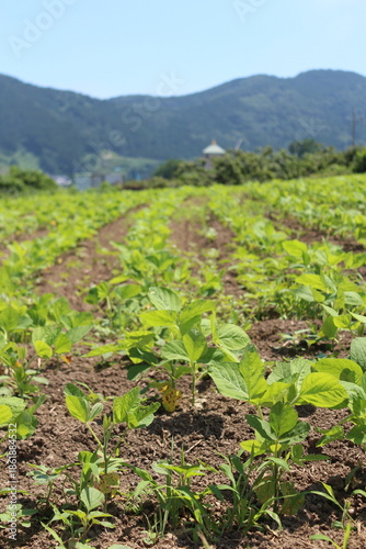 初夏の山里に広がる大豆畑と若い作物の芽吹き｜青空の下で育つ日本の有機栽培の農地風景・成長と希望を感じる農業イメージ