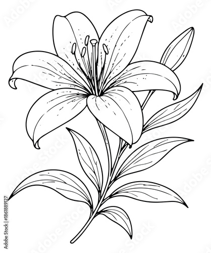 Hand drawn line art illustration of a lily flower depicting a beautiful botanical bloom for floral design