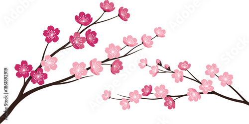 Beautiful Cherry Blossom Branch Vector Illustration Featuring Pink Sakura Flowers and Buds Isolated on White Background for Spring Floral Design Projects