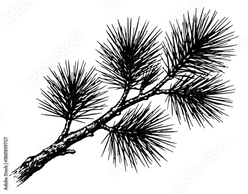 Hand drawn line art illustration of a pine branch depicting its characteristic needles for holiday and nature designs