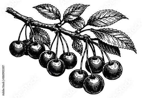 Hand drawn line art illustration of cherries depicting ripe fruit on a branch for food packaging designs