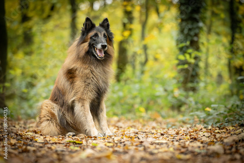 Belgian Tervueren