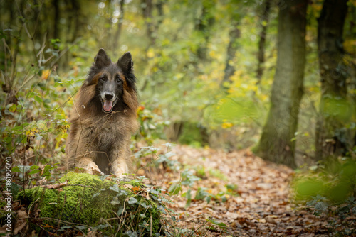Belgian Tervueren