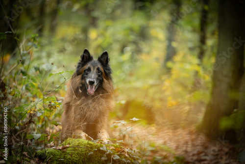 Belgian Tervueren