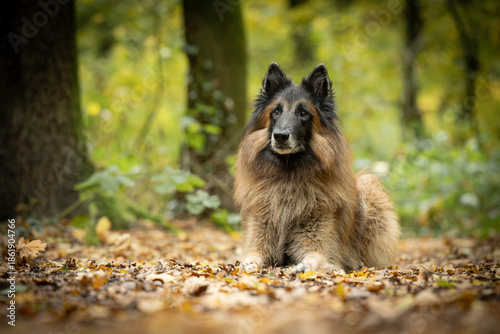 Belgian Tervueren