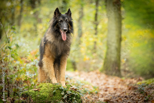 Belgian Tervueren